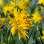 Bulbes à fleurs à planter à l'automne - Narcisse Rip Van Winkle (x8) - face recto